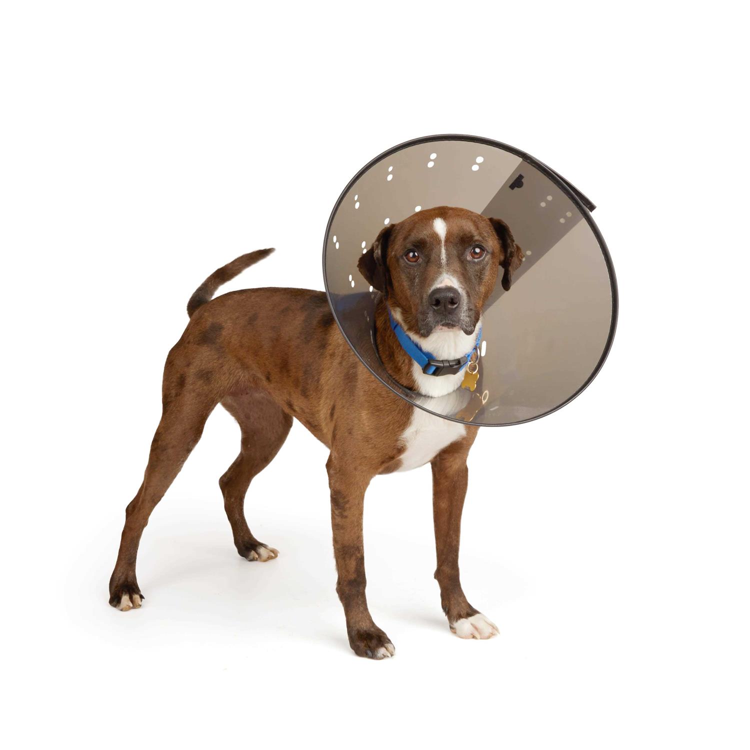 Well & Good Recovery Cone Collar