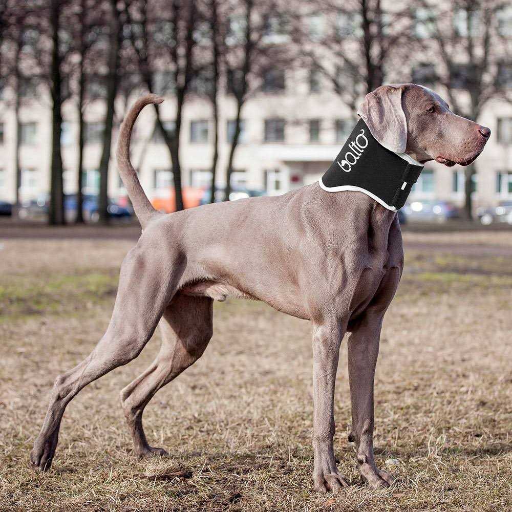 Alternative view of Balto Dog Cone Alternative E-Collar