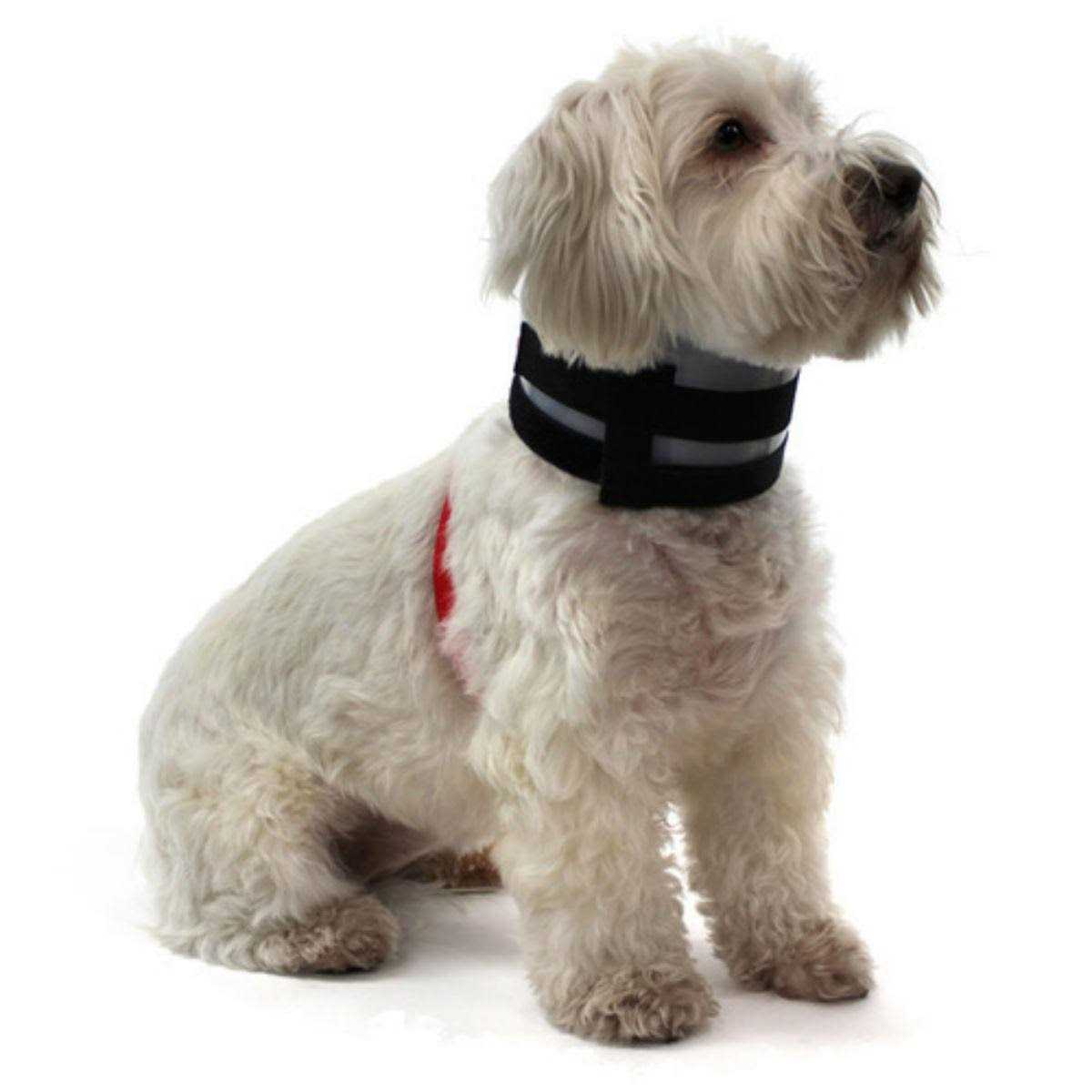 BiteNot Collar