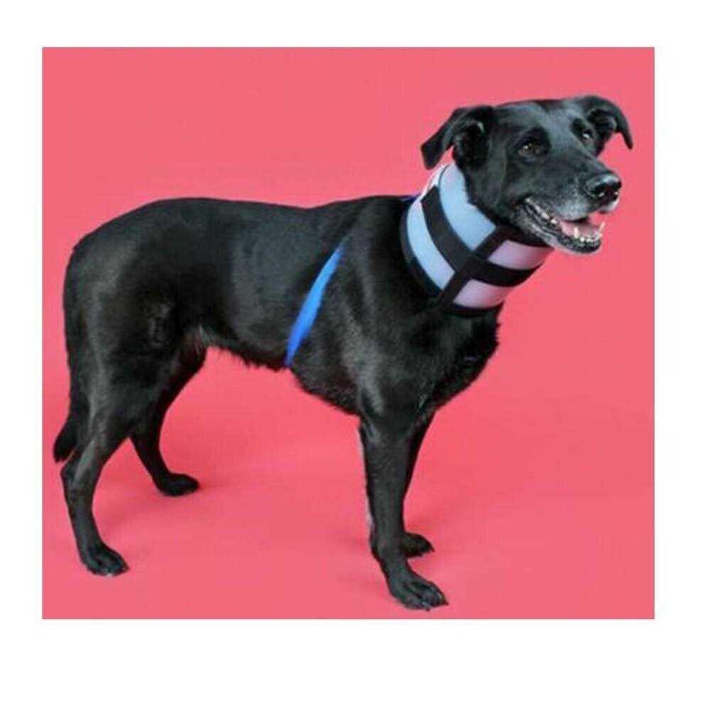 Alternative view of BiteNot Collar