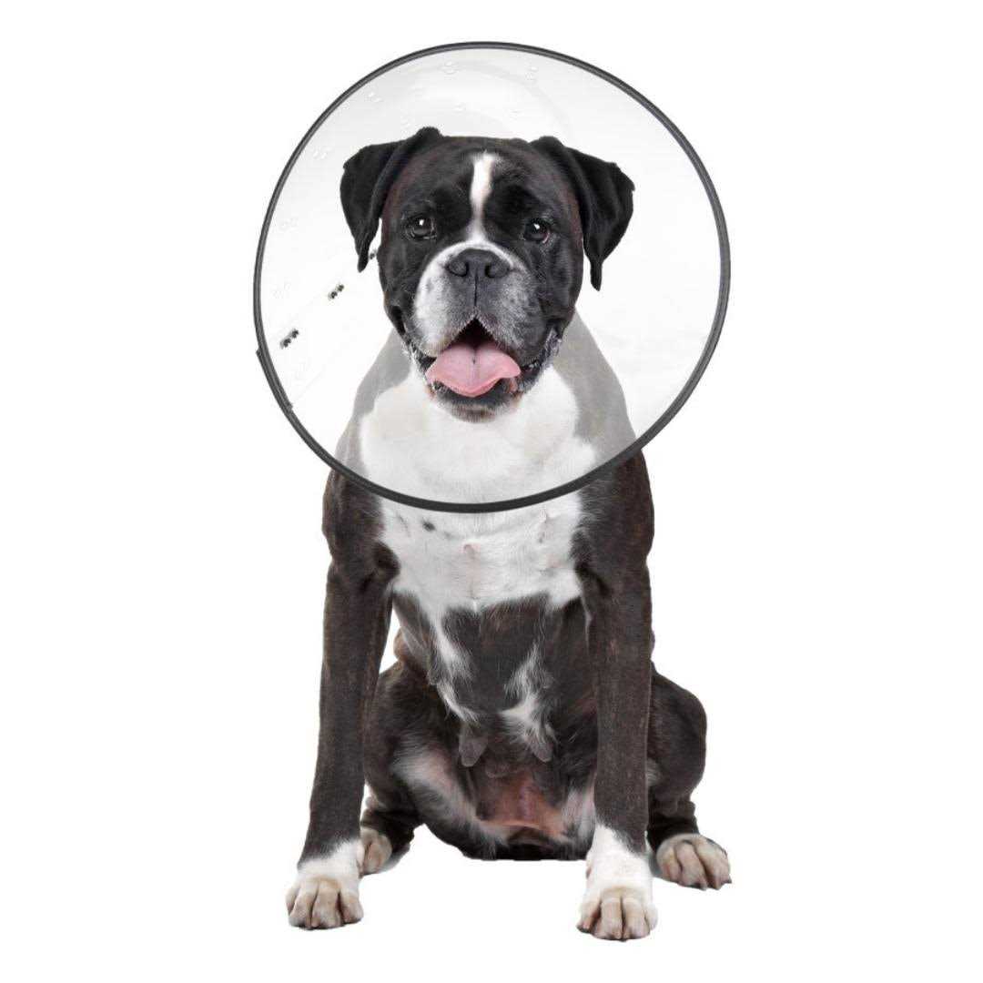 Alternative view of ZenPet E Clear Recovery Collar