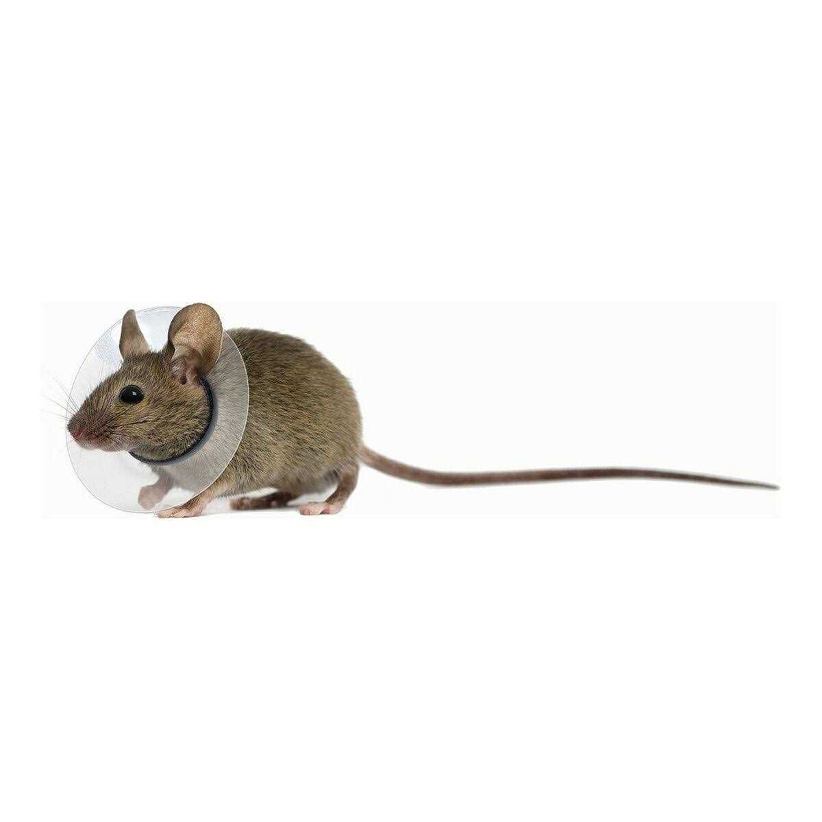 KVP Collar Saftshield Rodents