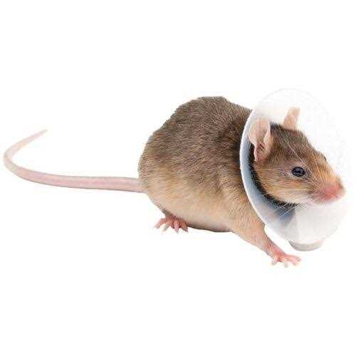 Alternative view of KVP Collar Saftshield Rodents