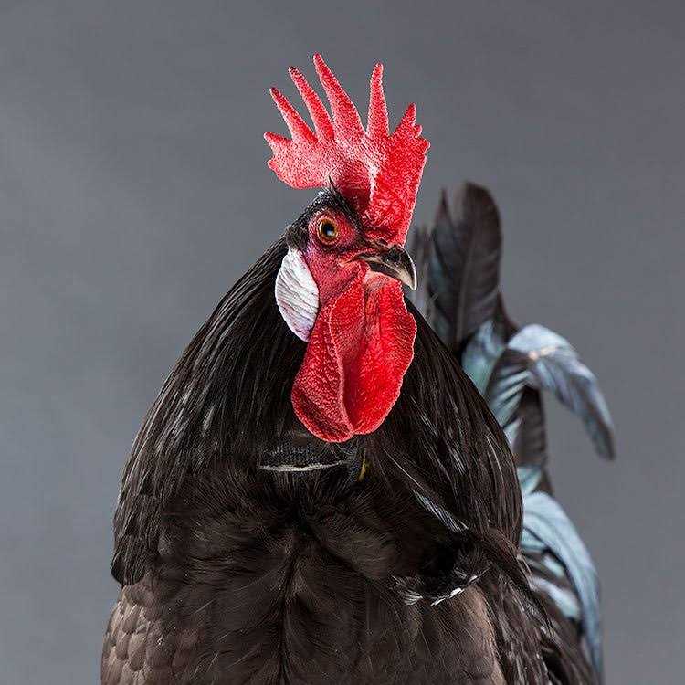 My Pet chicken No-Crow Rooster Collar