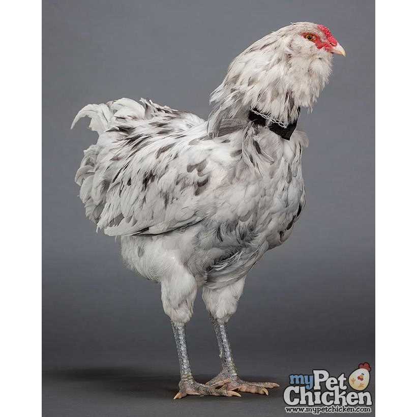 Alternative view of My Pet chicken No-Crow Rooster Collar