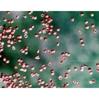 Alternative view of Aquatic Foods Inc Brine Shrimp Eggs 90% Hatch