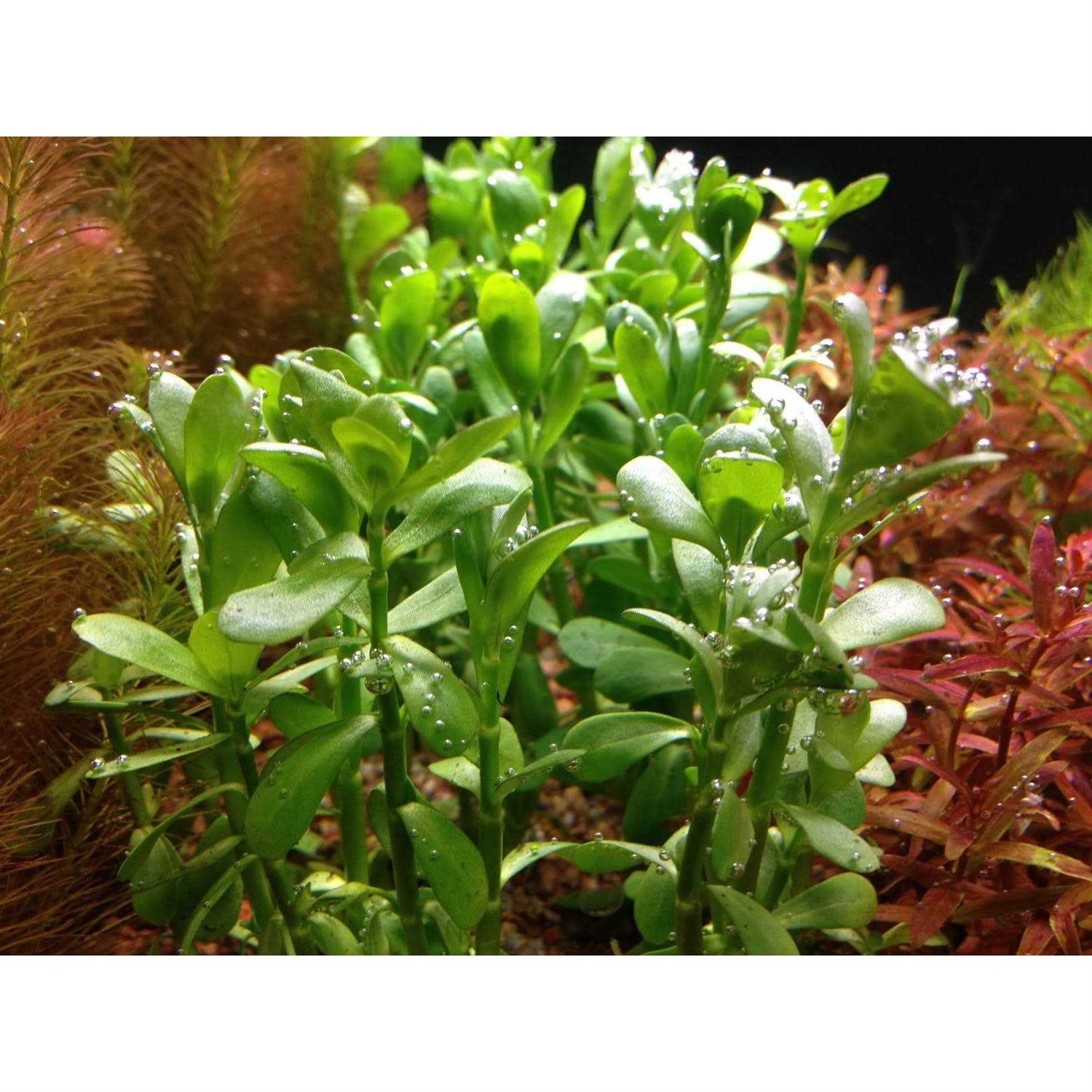 Alternative view of AquaLeaf Aquatics Potted Live Aquarium Plants