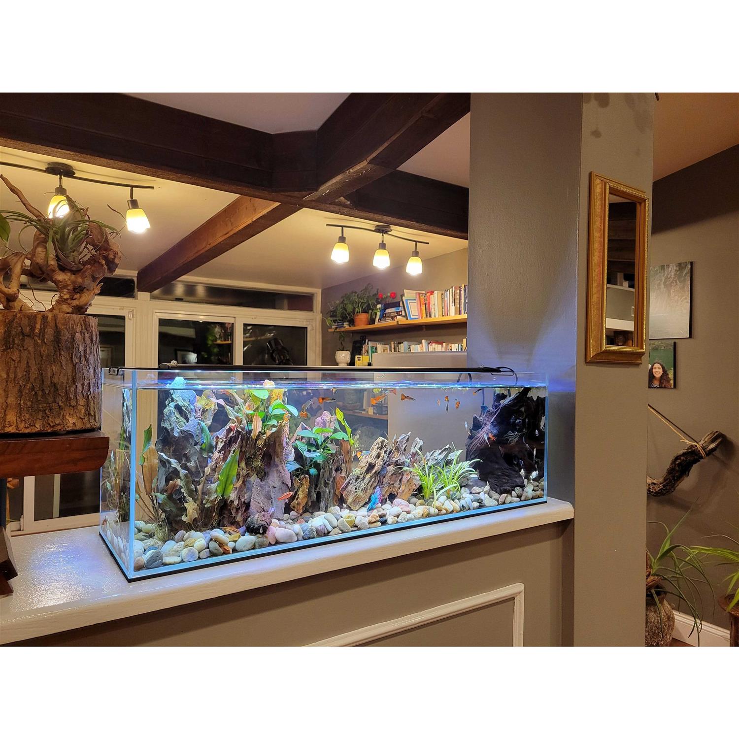 Alternative view of Lifegard Aquatics 11 Gallon Clear Glass Bookshelf Aquarium