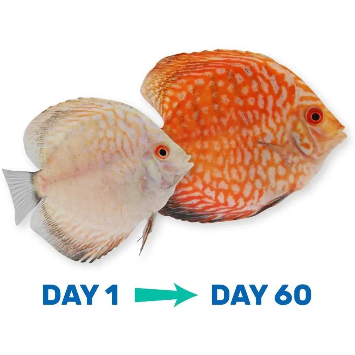 Alternative view of Hikari Tropical Vibra Bites Fish Food
