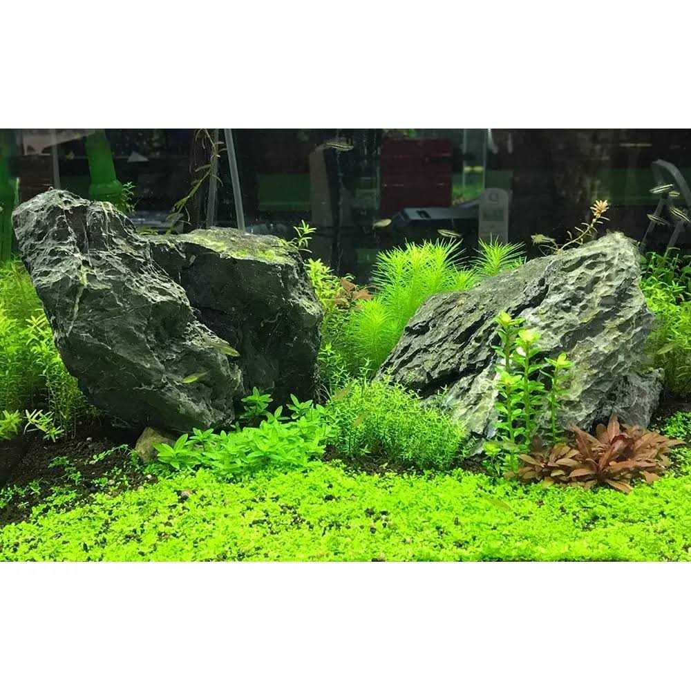 Alternative view of Seachem Flourish Advance