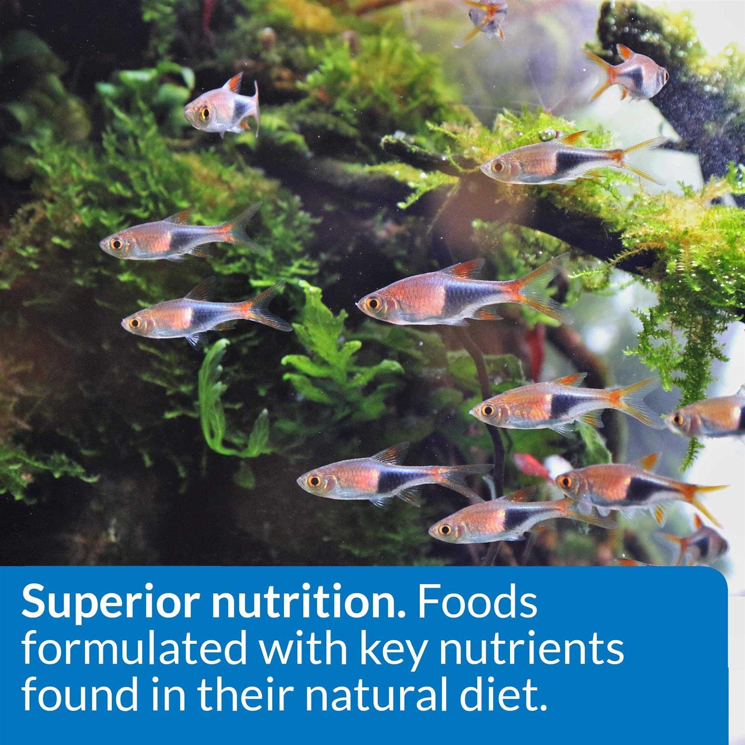 Alternative view of API Tropical Food