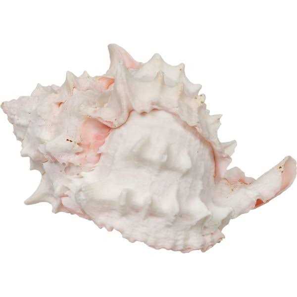Alternative view of Zoo Med Hermit Crab Growth Shell