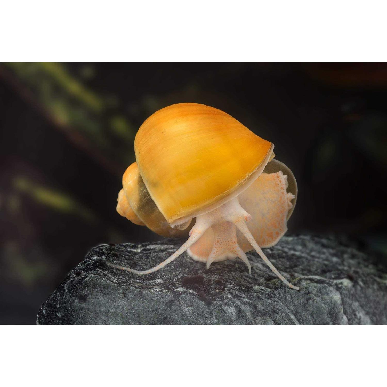 Alternative view of AQUATICBLENDEDFOODS ABF Aquatic Freshwater Snail Food Mix #2 with Calcium