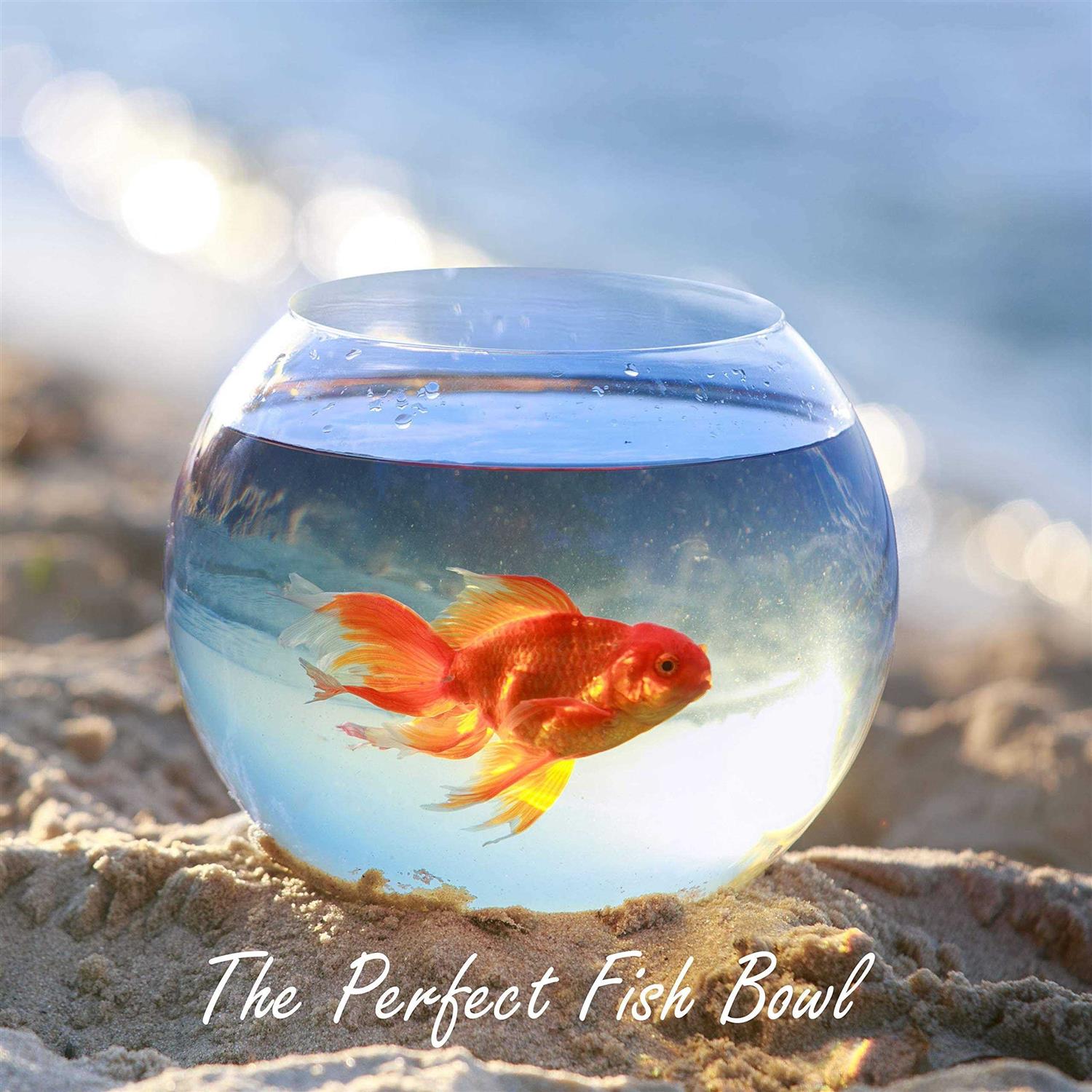 Alternative view of CYS EXCEL Store CYS EXCEL Glass Bubble Bowl Multiple Size Choices Fish Bowl Vase Glass Round Bowl Terrarium Globe