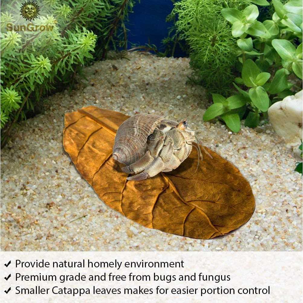 Alternative view of SunGrow Hermit Crab & Snail Catappa Leaves