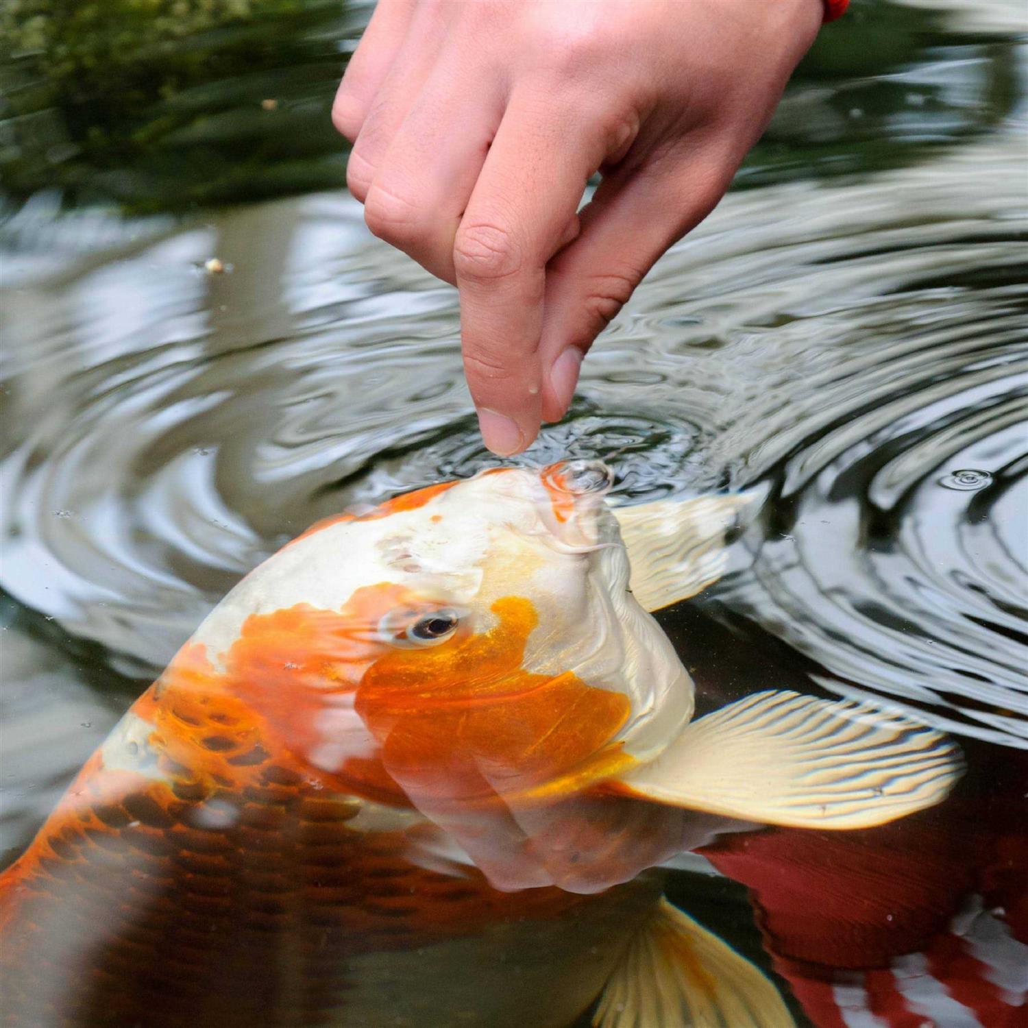 Alternative view of Tetra Pond Sticks Goldfish & Koi Food