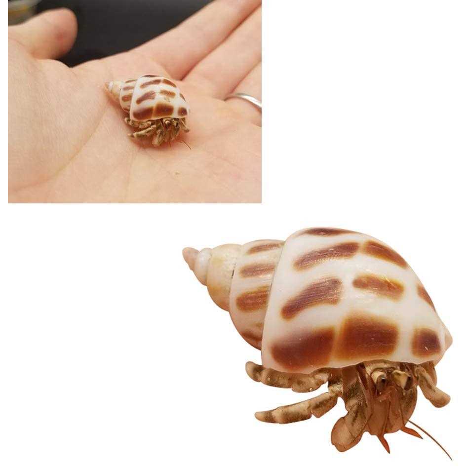 Alternative view of Lucky Baby 15+pcs Hermit Crab Shells Small to Medium Sea Conch Size 1/4-1 1/2 Inches Natural Growth Turbo Seashells Conch