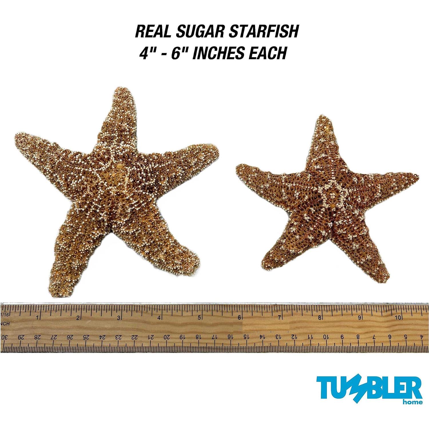 Alternative view of Tumbler Home Sugar Starfish 4 6 inch Large Starfish Sea Star Starfish Decor