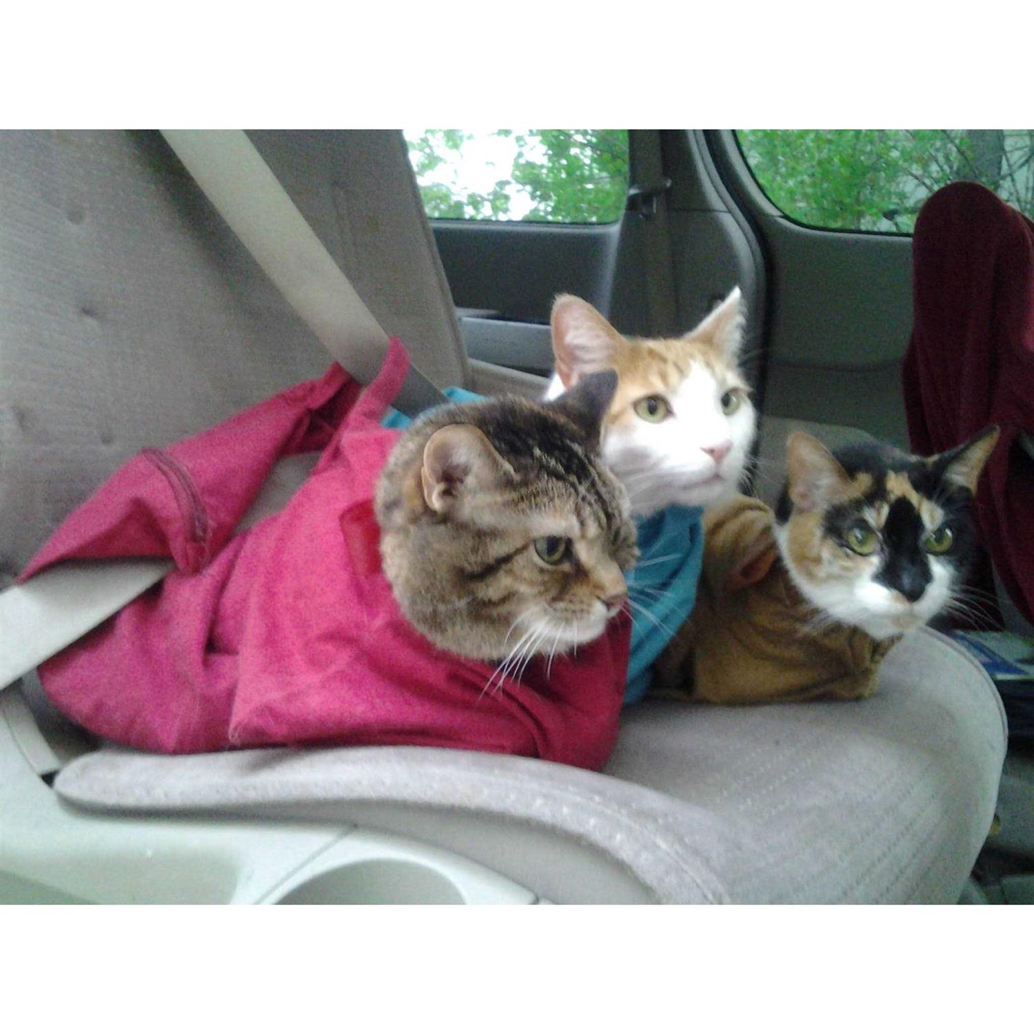 Alternative view of Cat-in-the-Bag Cozy Comfort Carrier