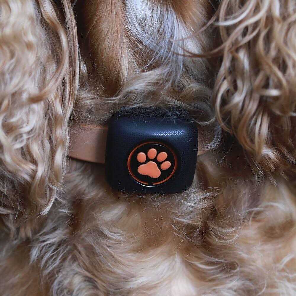 Alternative view of PitPat Dog Activity and Fitness Monitor No Recharging or Subscription Required