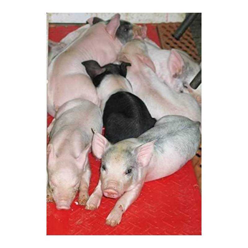 Alternative view of Kane Pig Heat Mat