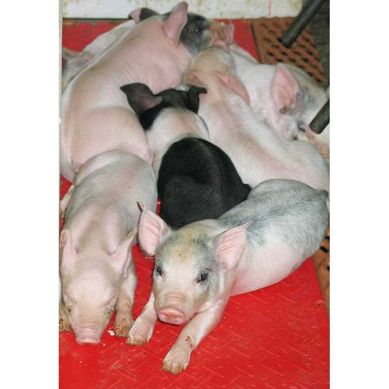 Alternative view of Kane Baby Pig Heat Mat
