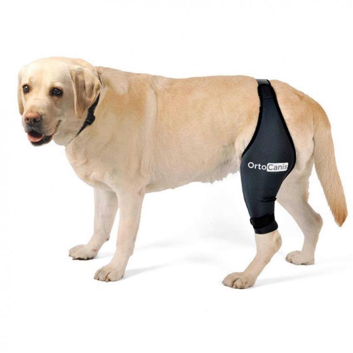 Ortocanis Knee Brace for Dogs with Cruciate Ligament Injuries, Patella Dislocation or Osteoarthritis
