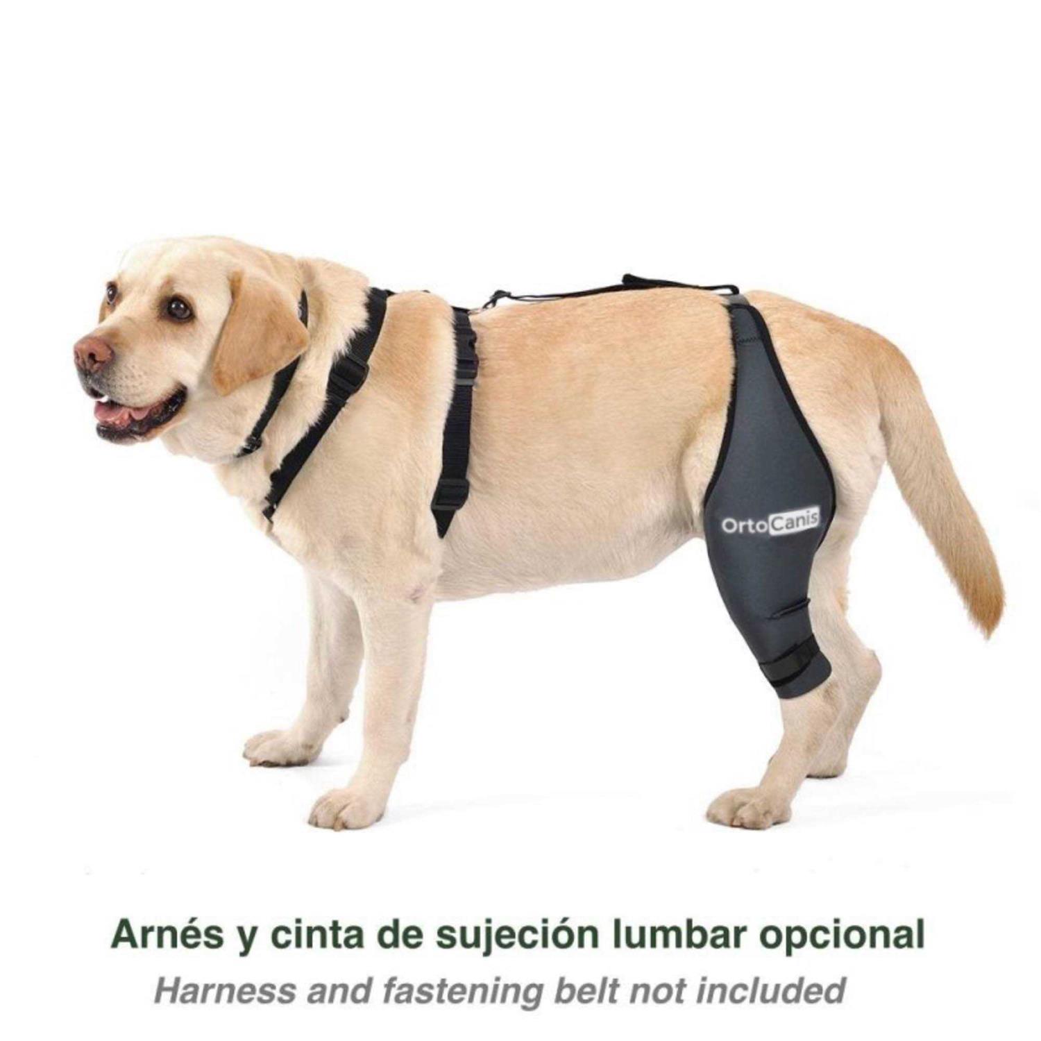 Alternative view of Ortocanis Knee Brace for Dogs with Cruciate Ligament Injuries, Patella Dislocation or Osteoarthritis