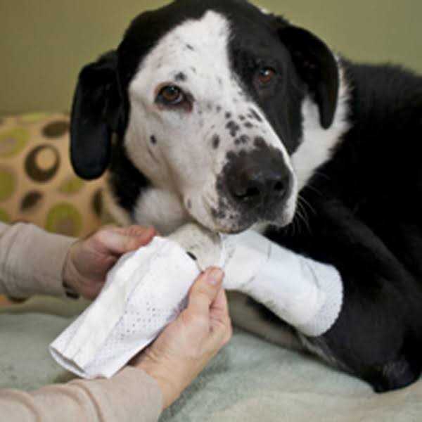 PawFlex Bandages Protective Covers for Pets