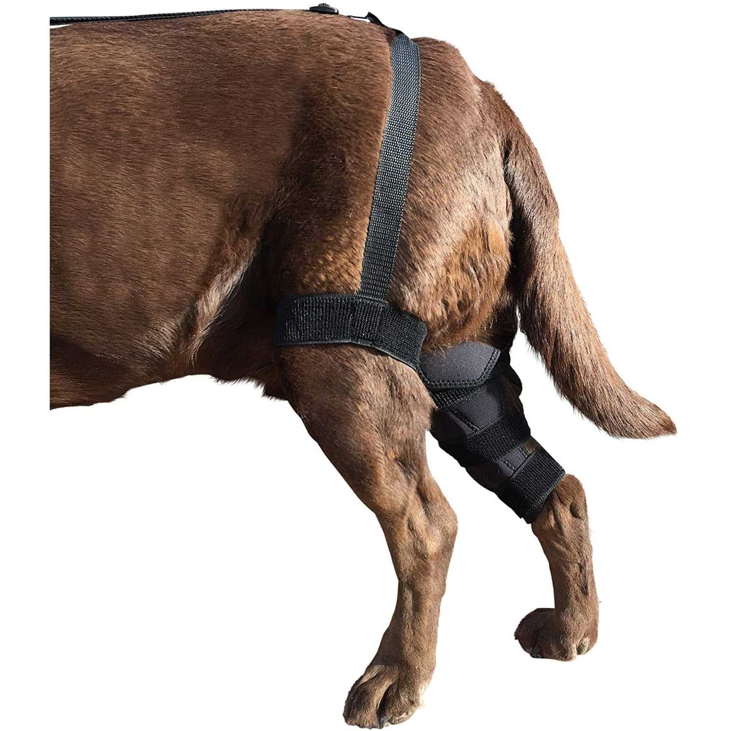 Alternative view of Labra Dog Canine K9 Knee Stifle Brace Wrap Metal Hinged Flexible Support Treat ACL CCL Luxating Patella Cruciate Ligament Sprain Strain Tear Injuries