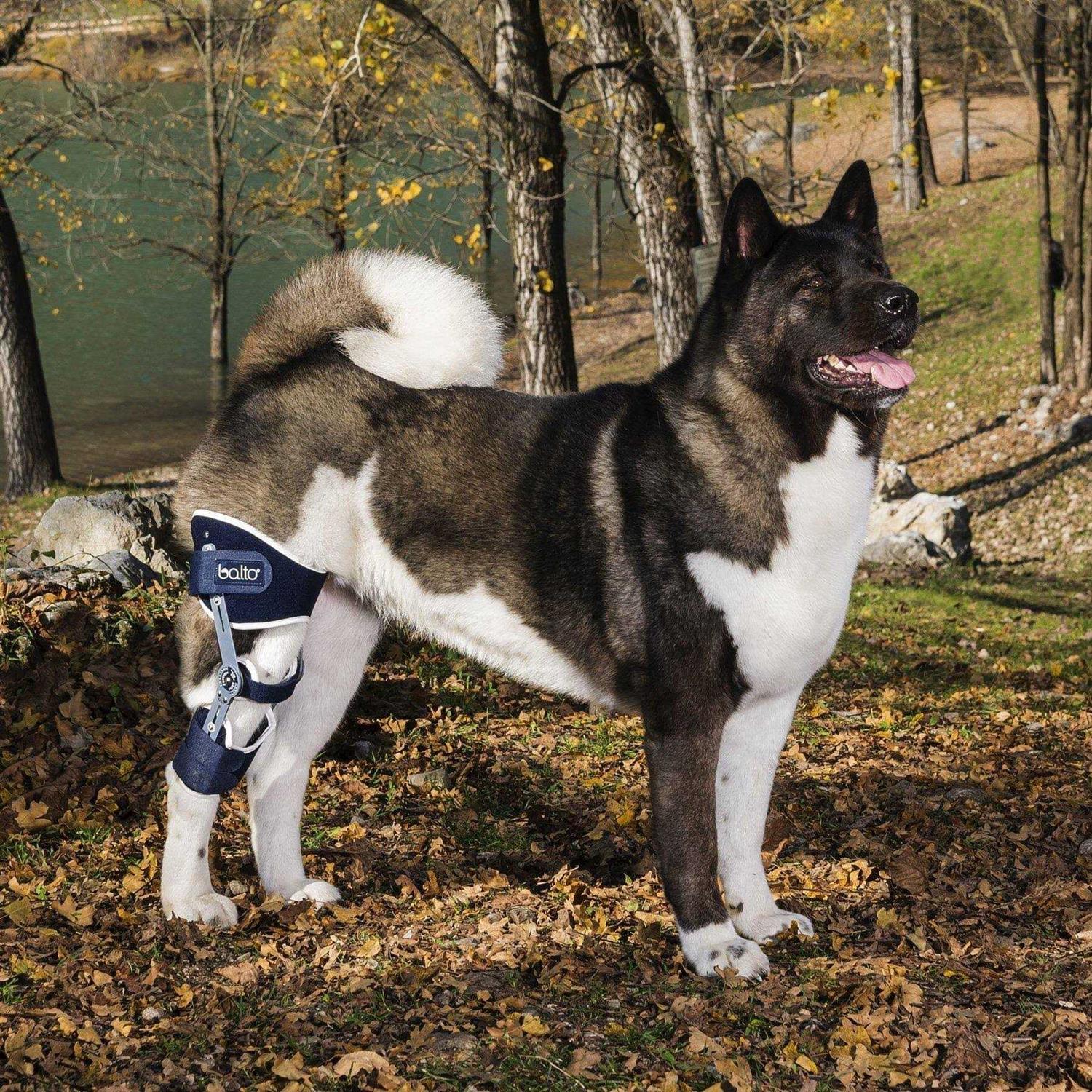 Alternative view of Balto Ligatek Adjustable Hinged Dog Knee Brace