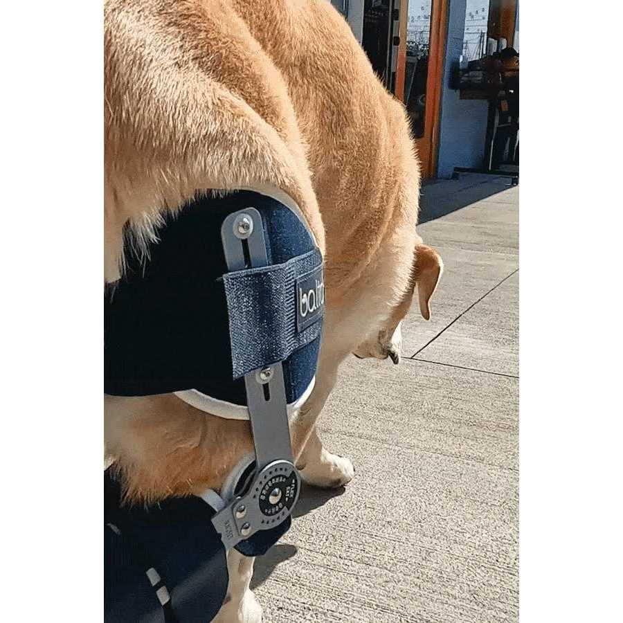 Alternative view of Balto Ligatek Adjustable Hinged Dog Knee Brace