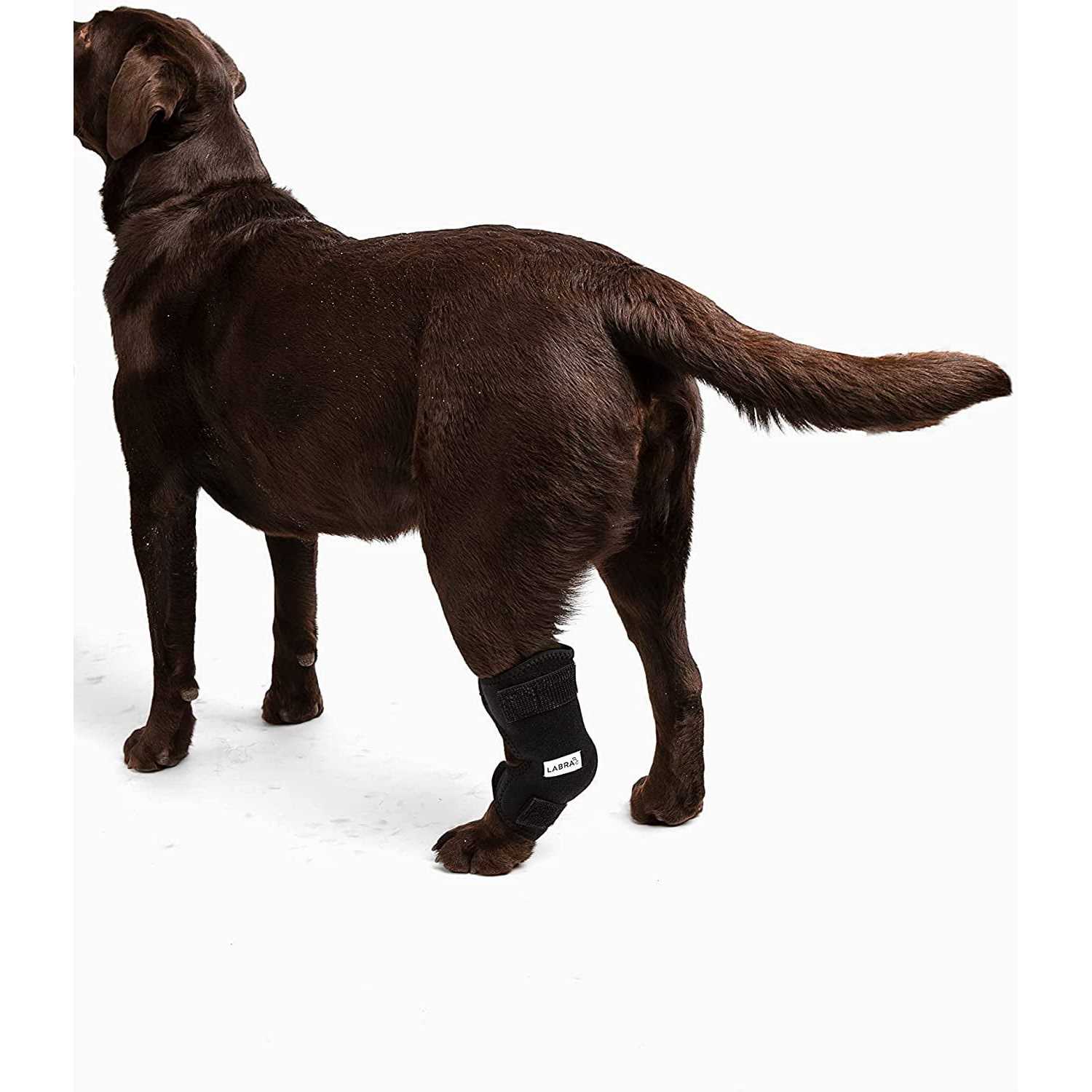Alternative view of Labra Canine Heat Cold Therapy Dog Leg Wrap