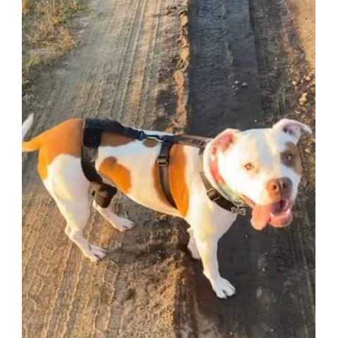 Alternative view of Walkabout Dog & Cat Knee Brace