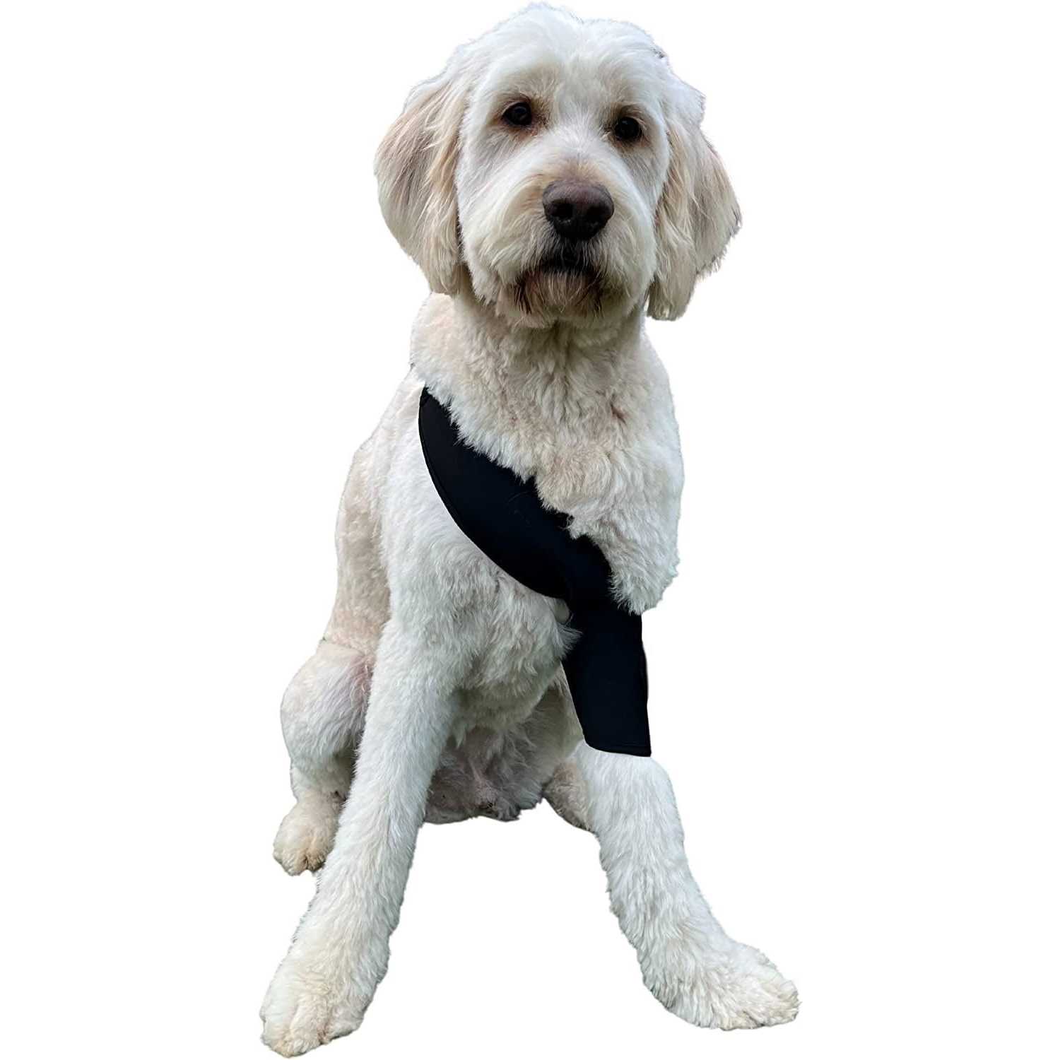 Alternative view of Labra Canine Shoulder Elbow Brace Leg Dog Wrap