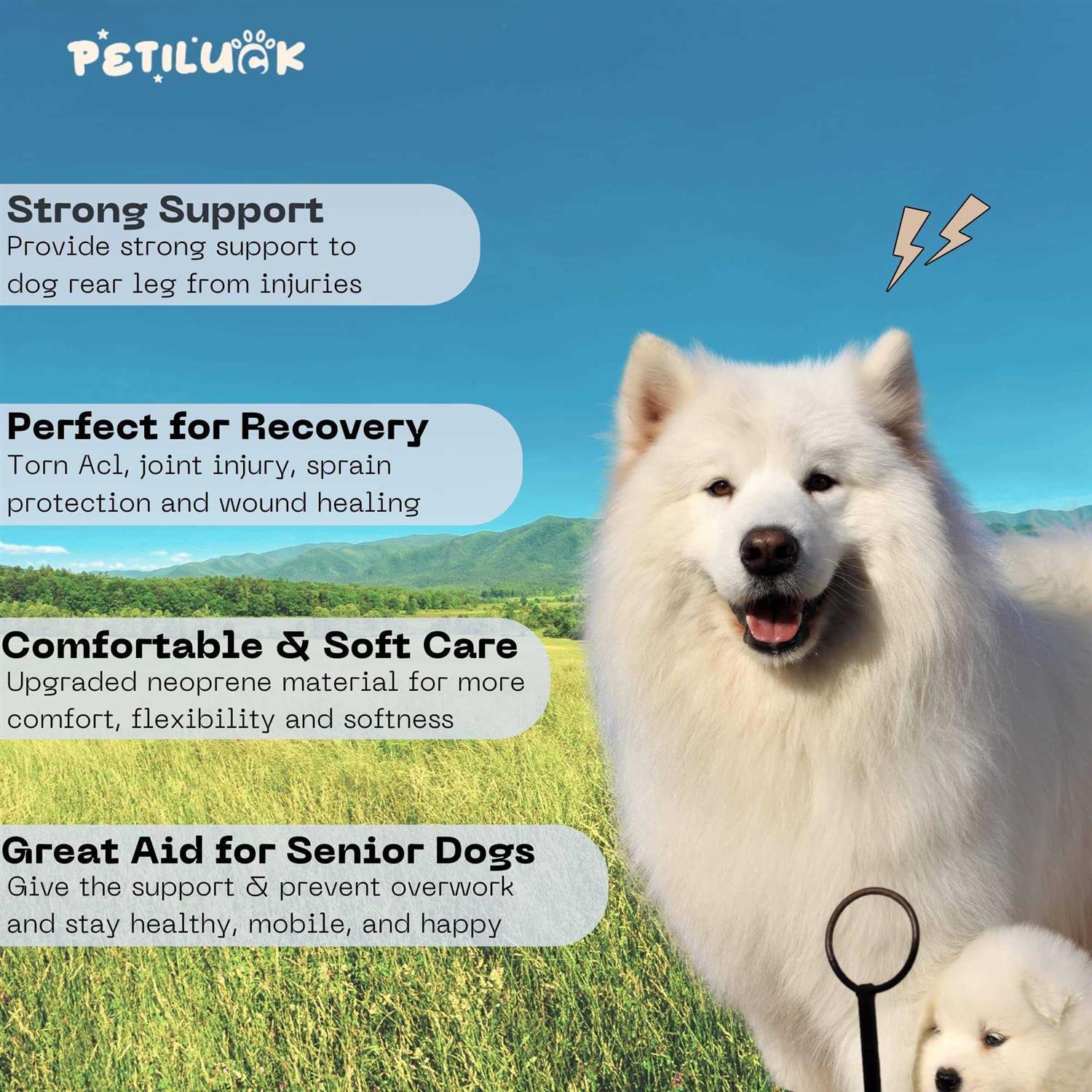 Alternative view of PETILUCK Waterproof Dog Leg Braces for Back Leg Canine Rear Leg Hock Joint Wrap Protects for Dogs with Torn Acl, Sprain Protection and Wound Healing