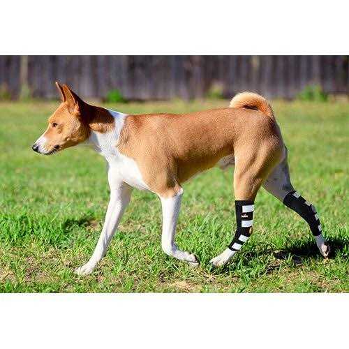 Alternative view of NeoAlly Dog Rear Leg Hock Metal Spring Strips