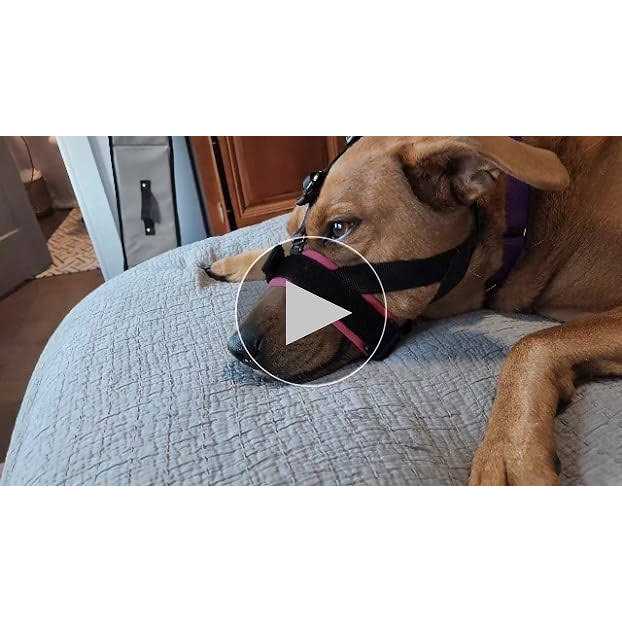 Alternative view of GoodBoy Gentle Muzzle Guard for Dogs Prevents Biting and Unwanted Chewing Safely Secure Comfort Fit