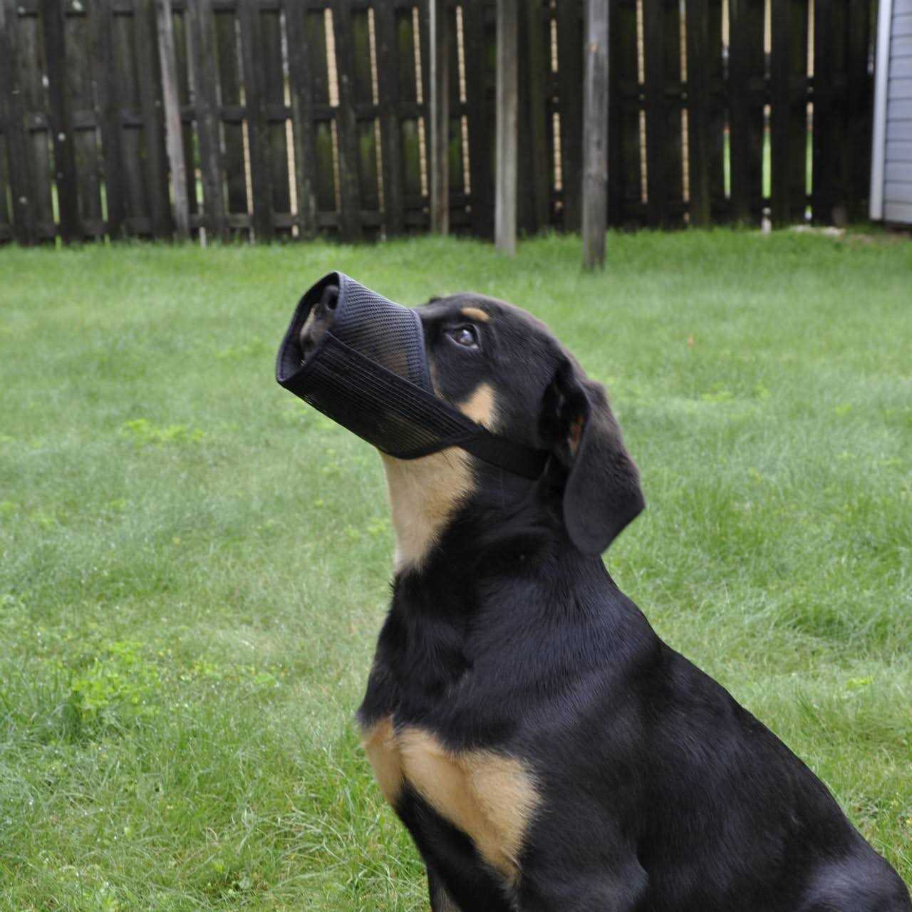 Alternative view of Best Fit Muzzle
