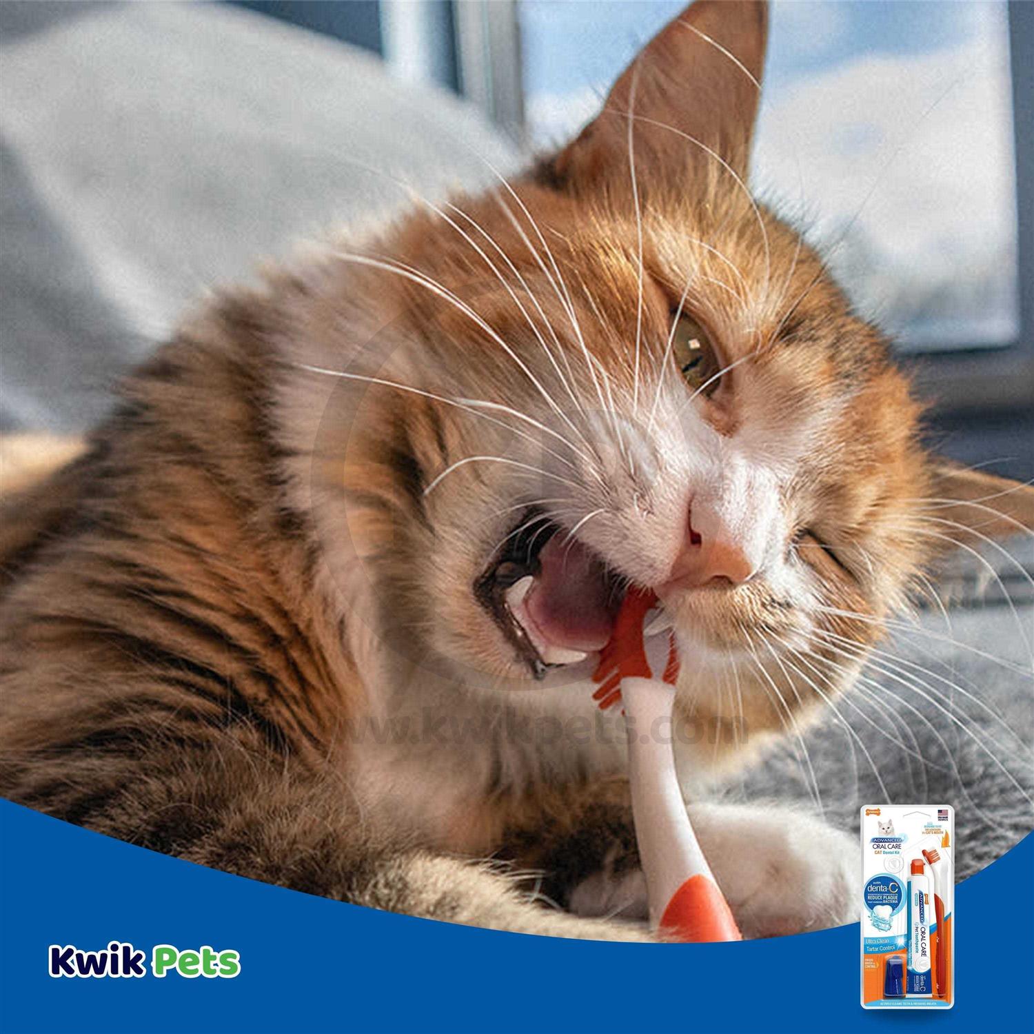 Alternative view of Nylabone Advanced Cat Oral Care Dental Kit