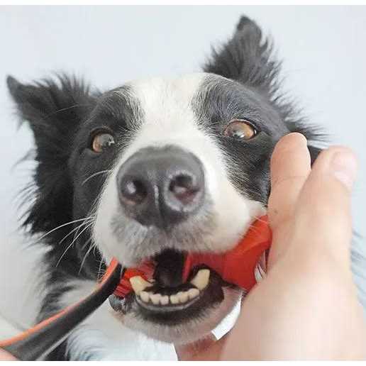 Alternative view of Paw Ready Bite Block Pet Toothbrushing Aid for Puppies, Dogs and Cats