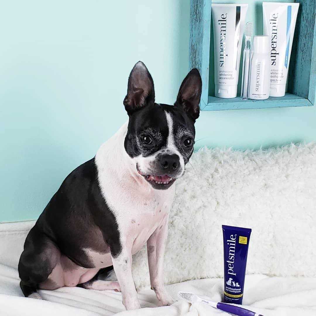 Alternative view of Petsmile Professional Toothpaste