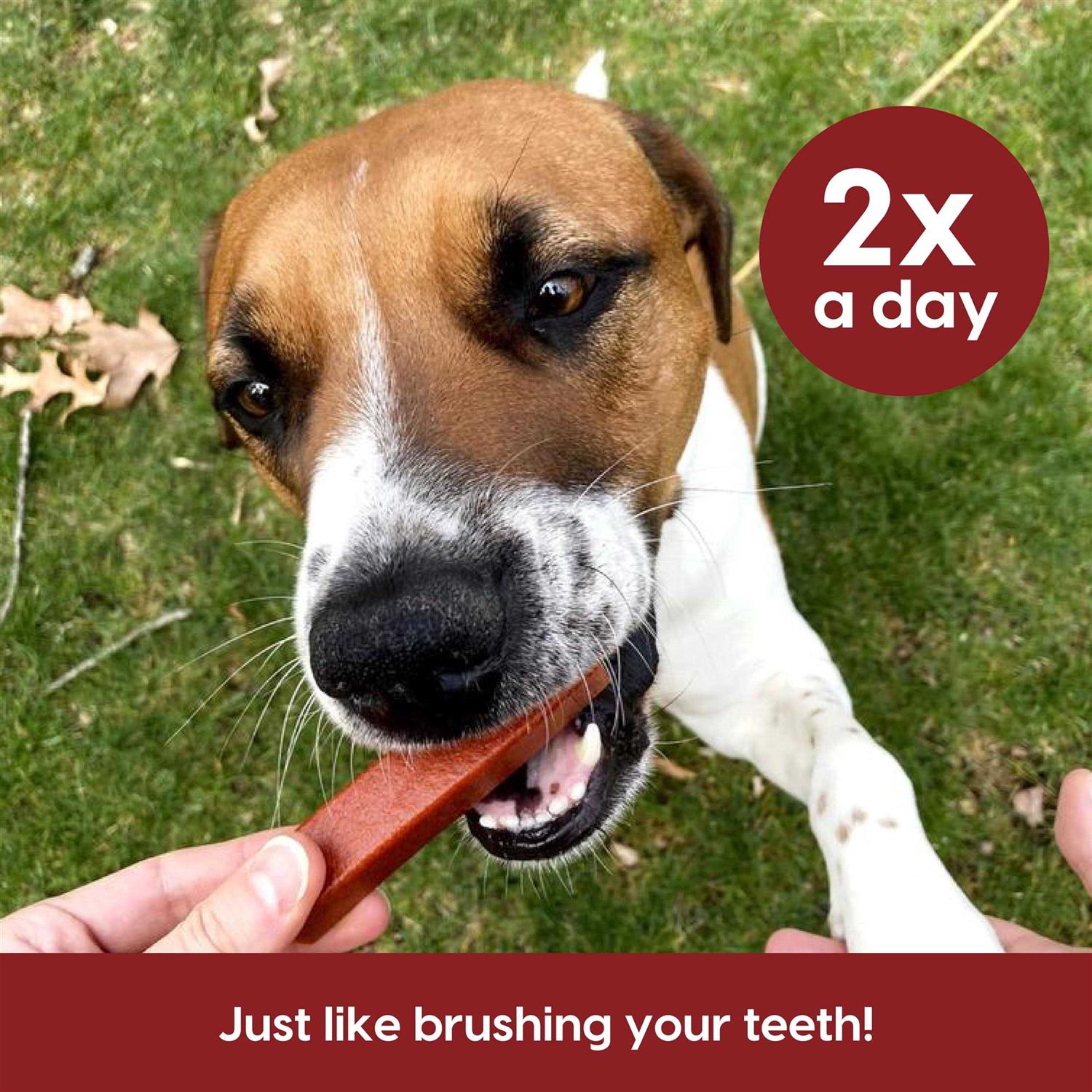 Alternative view of Ark Naturals Protection+ Brushless Toothpaste Fortified Dental Dog Chews