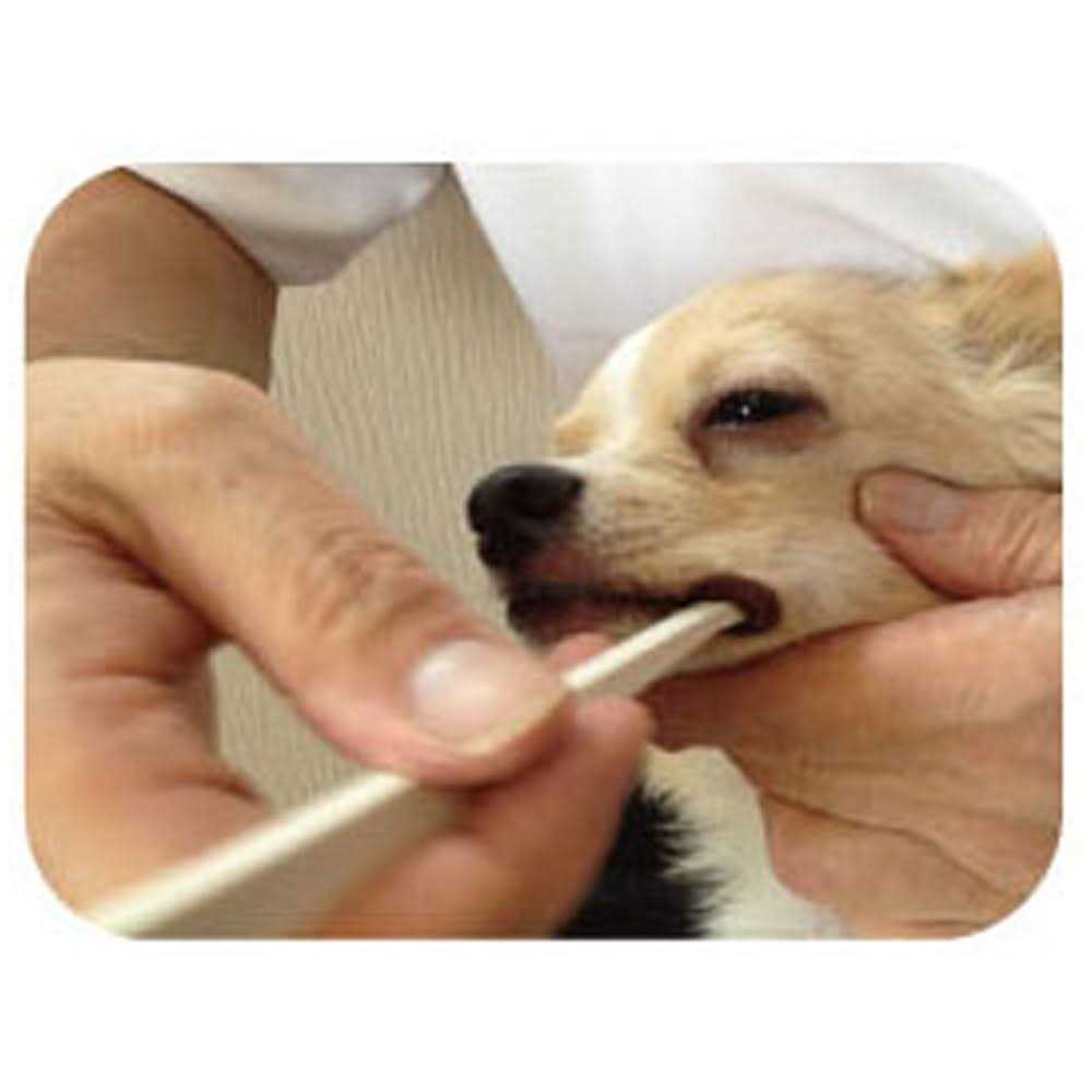 Alternative view of Toothbrush for Dogs Easy to Use Made in Japan Kenko care by Mind Up