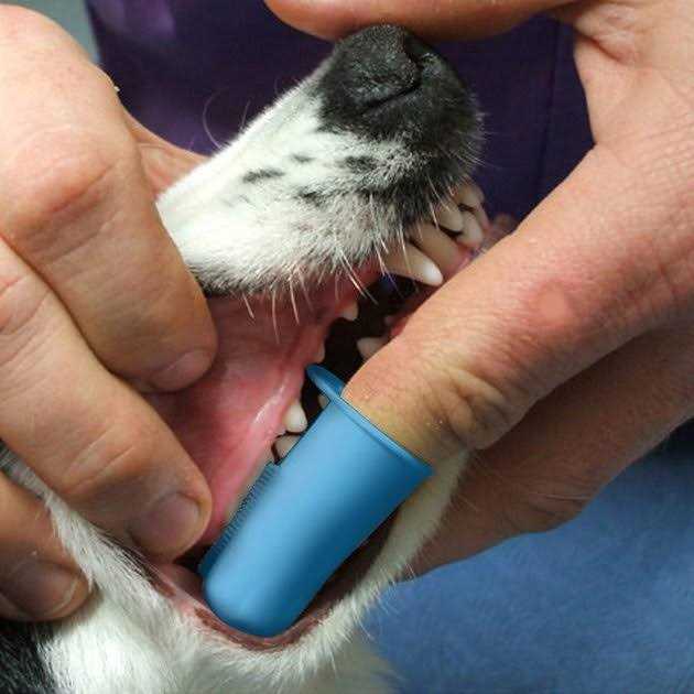 Alternative view of Pet Republique Dog & Cat Small Finger Toothbrush