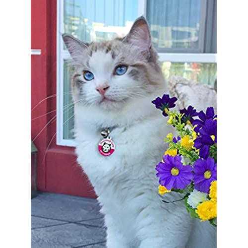 Alternative view of Pawsitively Safe Dog Cat Pet Tag