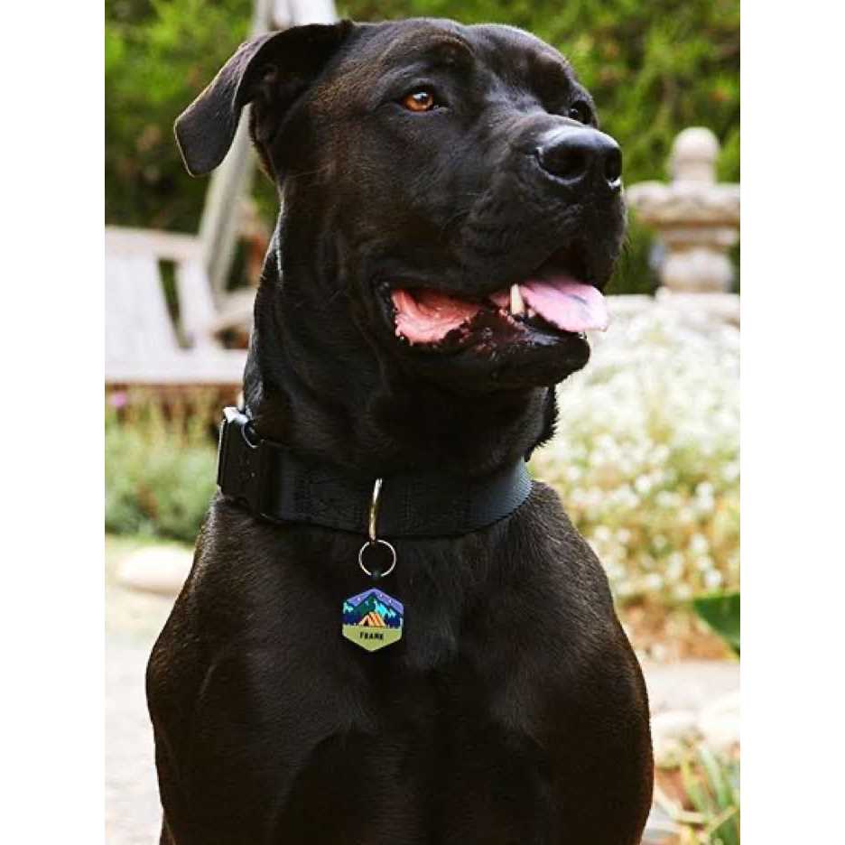 Alternative view of QALO customized Silicone Dog ID Tag