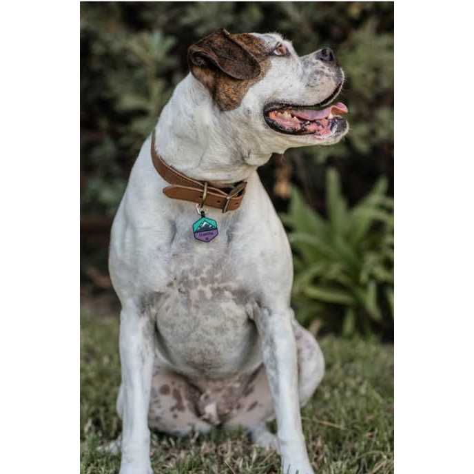 Alternative view of QALO customized Silicone Dog ID Tag