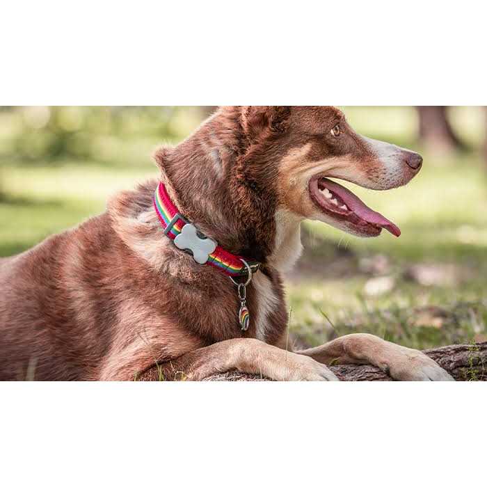 Alternative view of Red Dingo Enamel Pet ID Tag Mountains