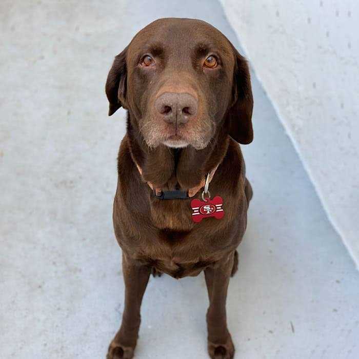 Alternative view of Quick-Tag San Francisco 49ers NFL Bone Dog ID Tag